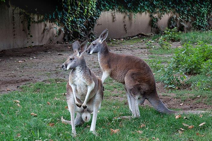 Voyager en Australie avec les kangourou
